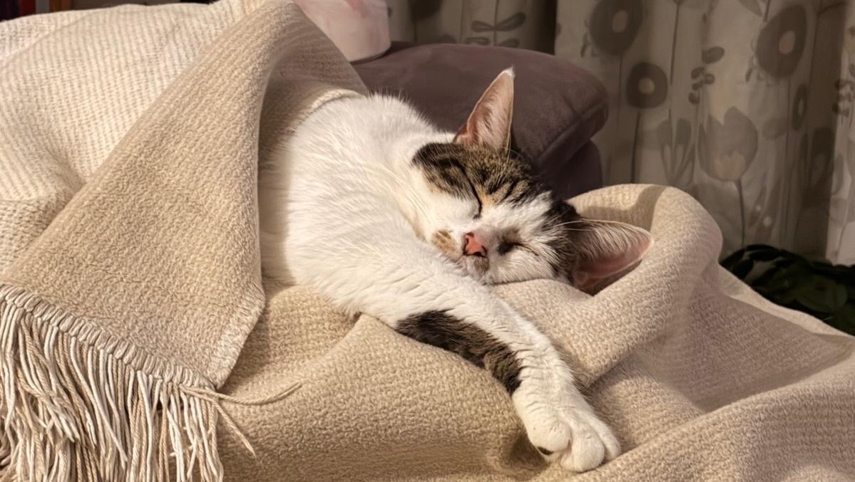 Welcome — cats of the UK