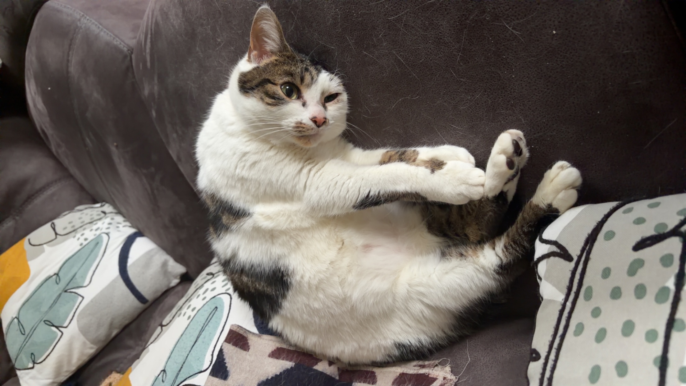 Meet amazing cat breeds