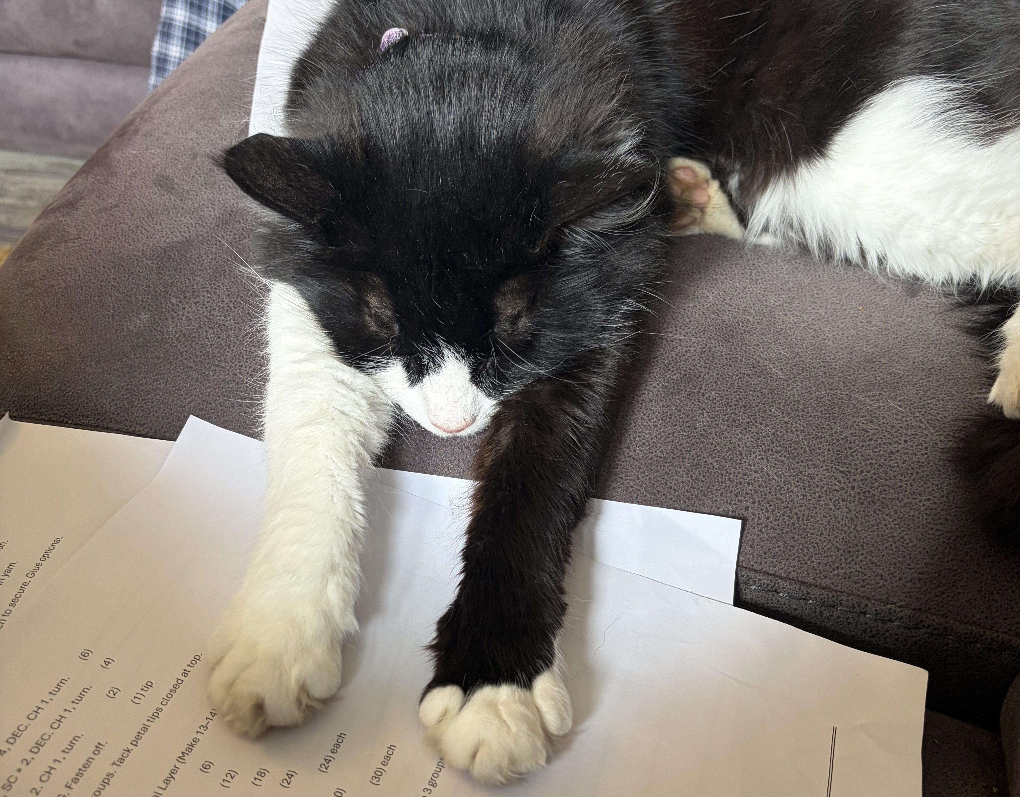 Cat care and wellbeing