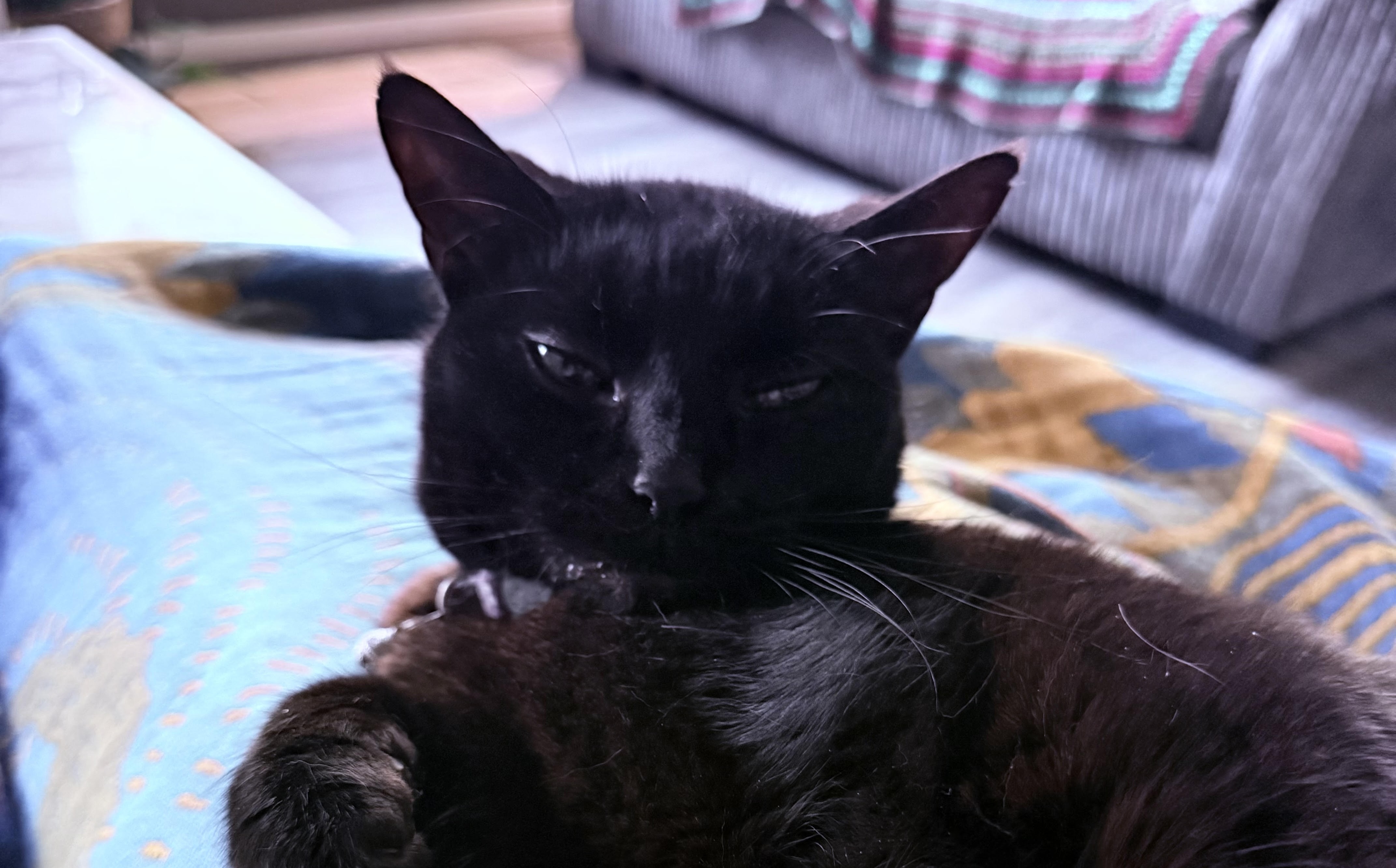 Give a cat a home — adoption across the UK